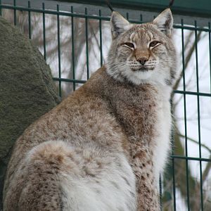 Altai Lynx (Lynx lynx wardi)
