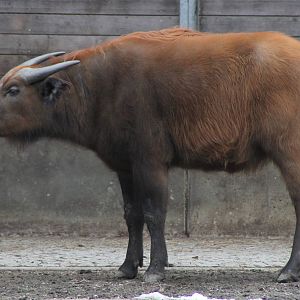 African Forest Buffalo (Syncerus caffer nanus)