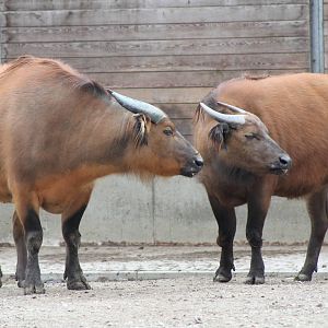 African Forest Buffalo (Syncerus caffer nanus)
