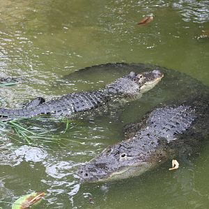 American Alligator (Alligator mississippiensis)
