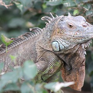 Common Iguana (Iguana iguana)
