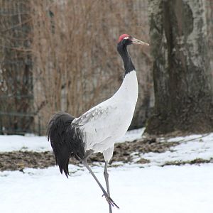 Black-necked Crane (Grus nigricollis)