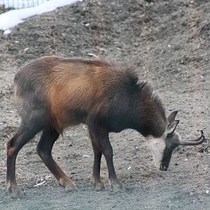 Alpine Chamois (Rupicapra rupicapra rupicapra)
