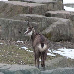 Alpine Chamois (Rupicapra rupicapra rupicapra)