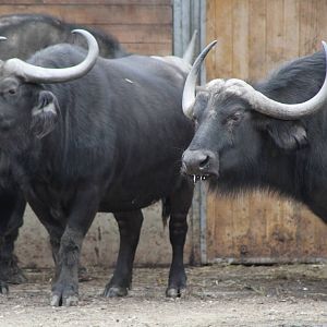 Cape Buffalo (Syncerus caffer caffer)