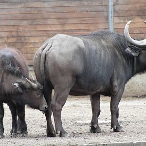 Cape Buffalo (Syncerus caffer caffer)
