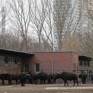 Cape Buffalo's (Syncerus caffer caffer) enclosure