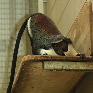 Diana monkey (Cercopithecus diana)