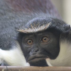 Diana monkey (Cercopithecus diana)