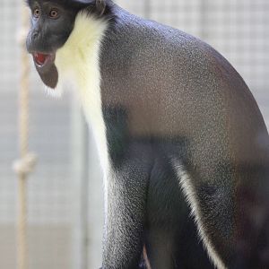 Diana monkey (Cercopithecus diana)