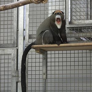 De Brazza's Monkey (Cercopithecus neglectus)