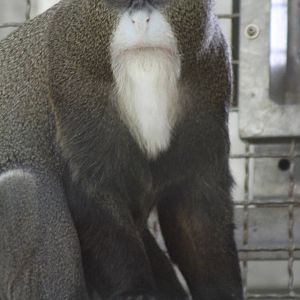 De Brazza's Monkey (Cercopithecus neglectus)