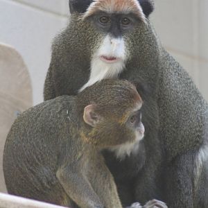 De Brazza's Monkey (Cercopithecus neglectus)