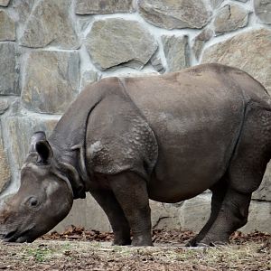 Rhinoceros unicornis