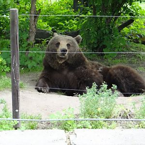 Ursus arctos