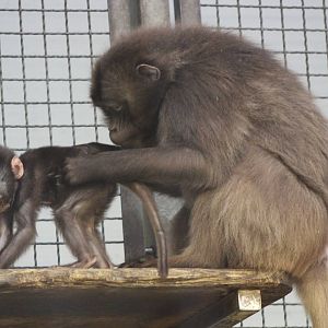 Gelada Baboon (Theropithecus gelada)