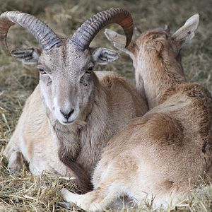 Transcaspian Urial (Ovis orientalis arkal)?
