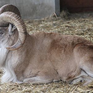 Transcaspian Urial (Ovis orientalis arkal)?