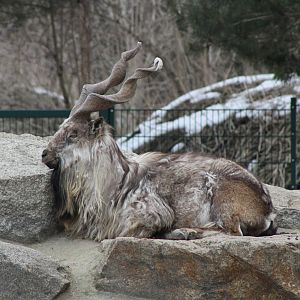 Markhor (Capra falconeri)