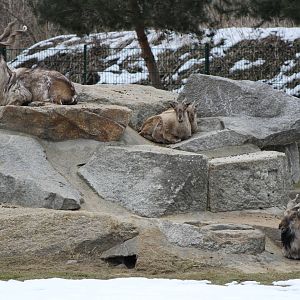 Markhor (Capra falconeri)
