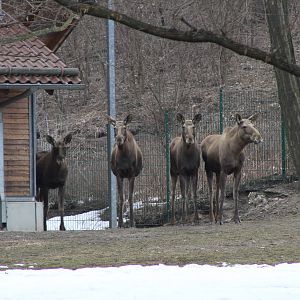 Eurasian Elk (Alces alces alces)