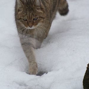 European Wild Cat (Felis silvestris silvestris)