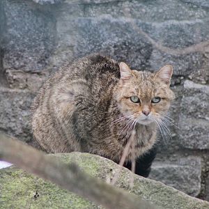 European Wild Cat (Felis silvestris silvestris)