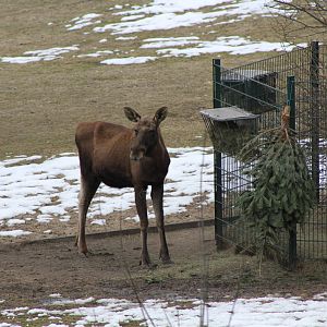 Eurasian Elk (Alces alces alces)