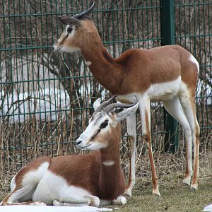 Mhorr Gazelle (Nanger dama mhorr)