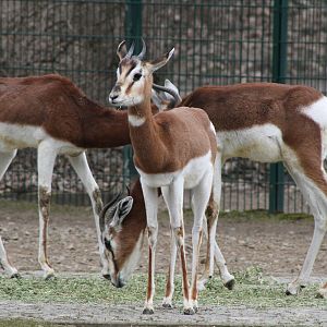 Mhorr Gazelle (Nanger dama mhorr)