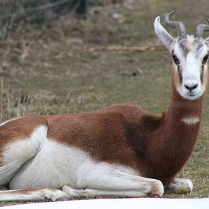 Mhorr Gazelle (Nanger dama mhorr)