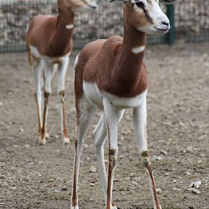 Mhorr Gazelle (Nanger dama mhorr)