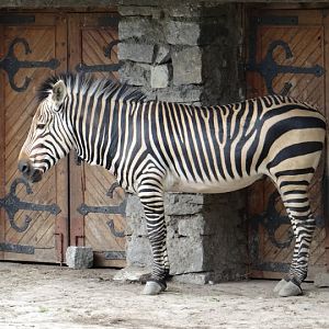 Equus zebra hartmannae