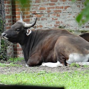 Bos javanicus javanicus