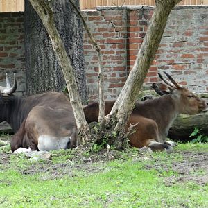 Bos javanicus javanicus
