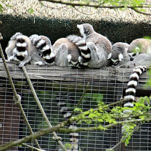 Lemur catta
