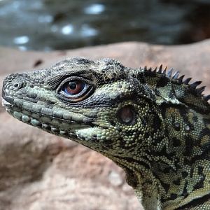 Hydrosaurus amboinensis