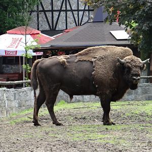 Bison bonasus bonasus