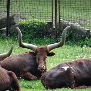 Bos taurus taurus watusi
