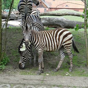 Equus quagga chapmani