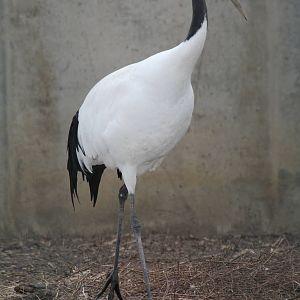 Red-crowned Crane (Grus japonensis)