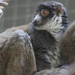 Mongoose Lemur (Eulemur mongoz)