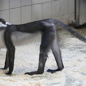 Red-capped Mangabey (Cercocebus torquatus torquatus)
