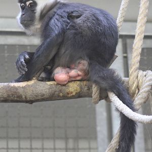 Red-capped Mangabey (Cercocebus torquatus torquatus)