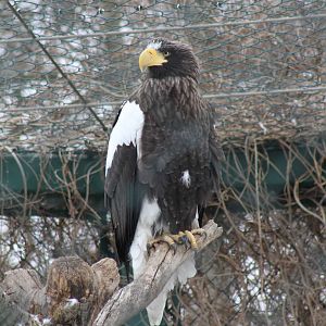 Steller's Sea Eagle (Haliaeetus pelagicus)