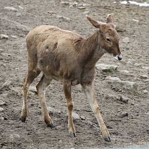 Thorold's Deer (Cervus albirostris)