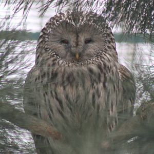 Ural Owl (Strix uralensis)
