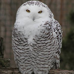 0.1 Snowy Owl (Bubo scandiacus)