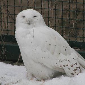 1.0 Snowy Owl (Bubo scandiacus)