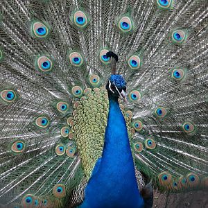 Pavo cristatus